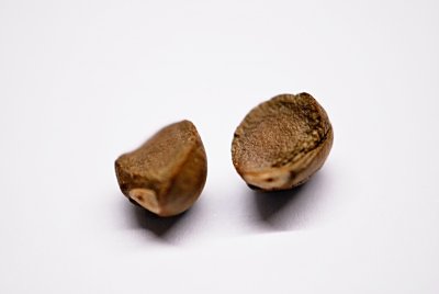 Styrax japonica - sturač japonský - dvě semena z jednoho plodu